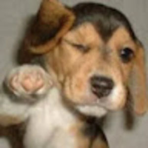 Meet your Posher, Lena